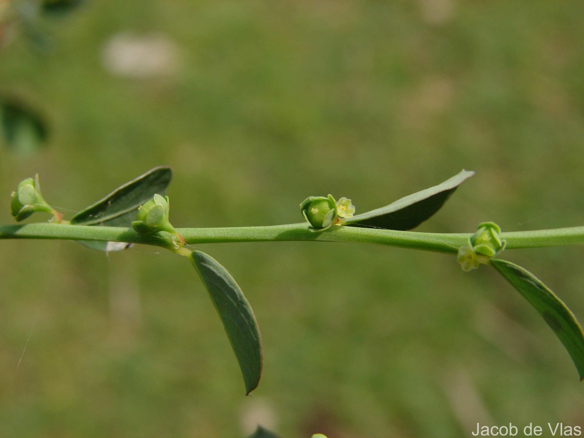 Phyllanthus maderaspatensis L.